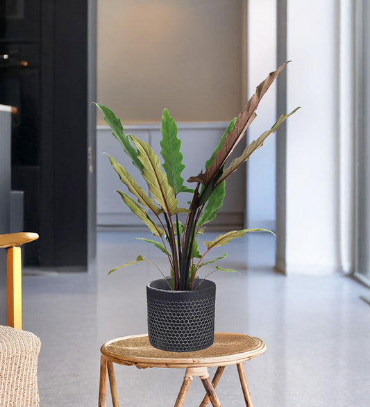 Alocasia Lauterbachiana