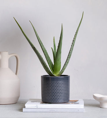 Aloe Vera & Pot