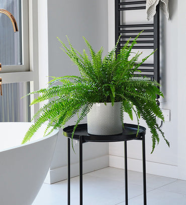 Boston Fern & Pot