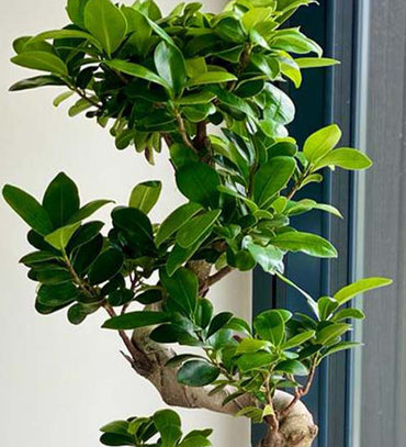 Bonsai Ficus Ginseng & Pot