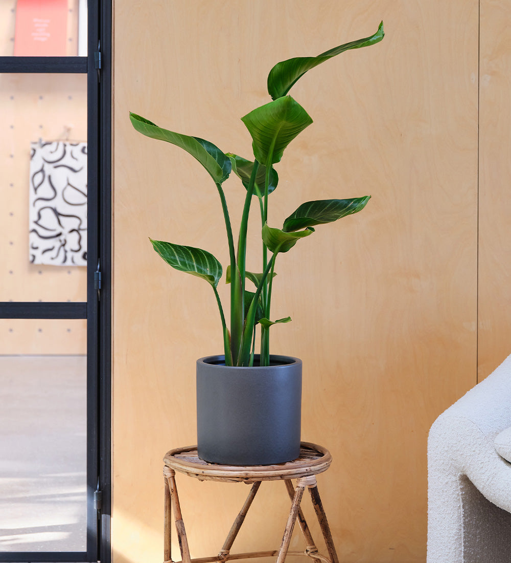 Bird of Paradise & Pot