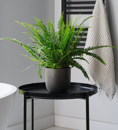 Boston Fern & Pot