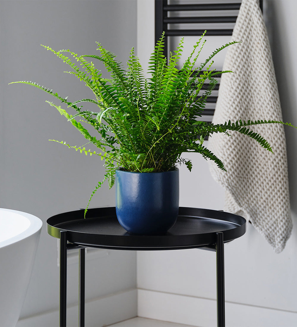 Boston Fern & Pot