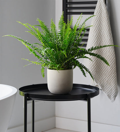 Boston Fern & Pot