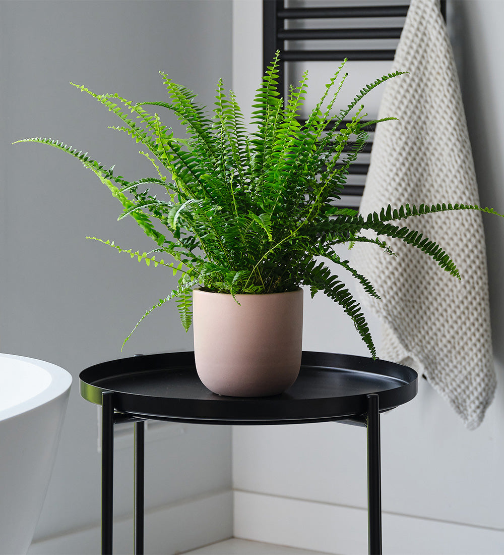 Boston Fern & Pot