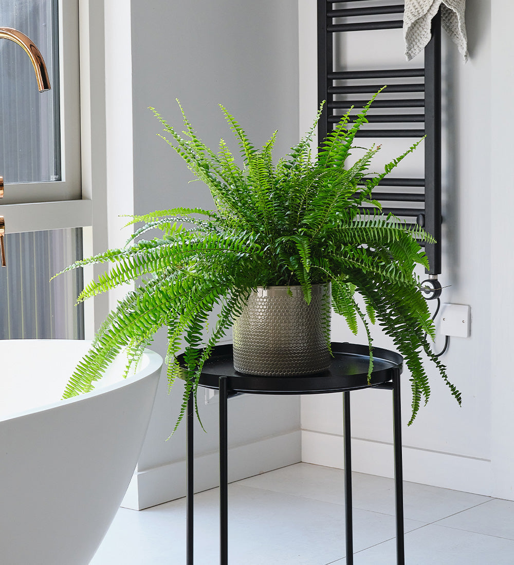 Boston Fern & Pot